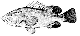 Epinephelus marginatus_claves